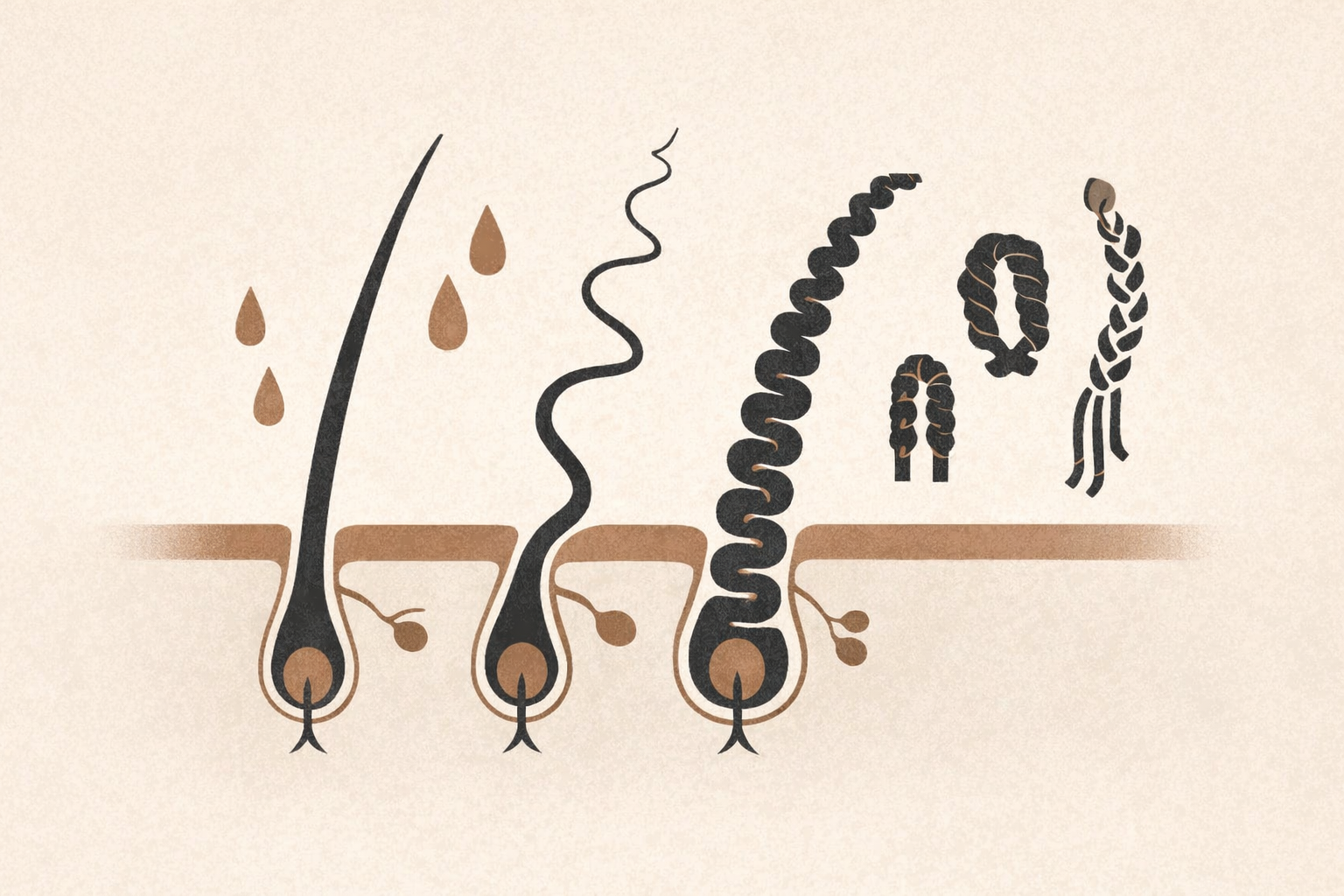 Understanding natural hair texture and structure illustration linked to the science and maintenance article.